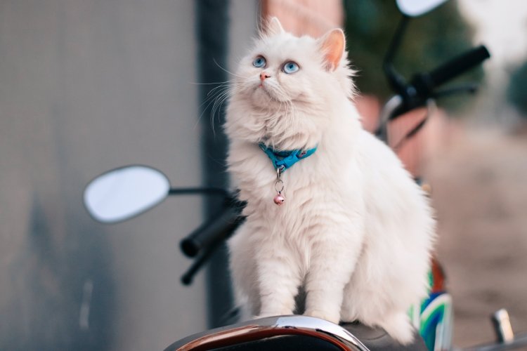 5 Ras Kucing Cantik Yang Memiliki Mata Berwarna Biru